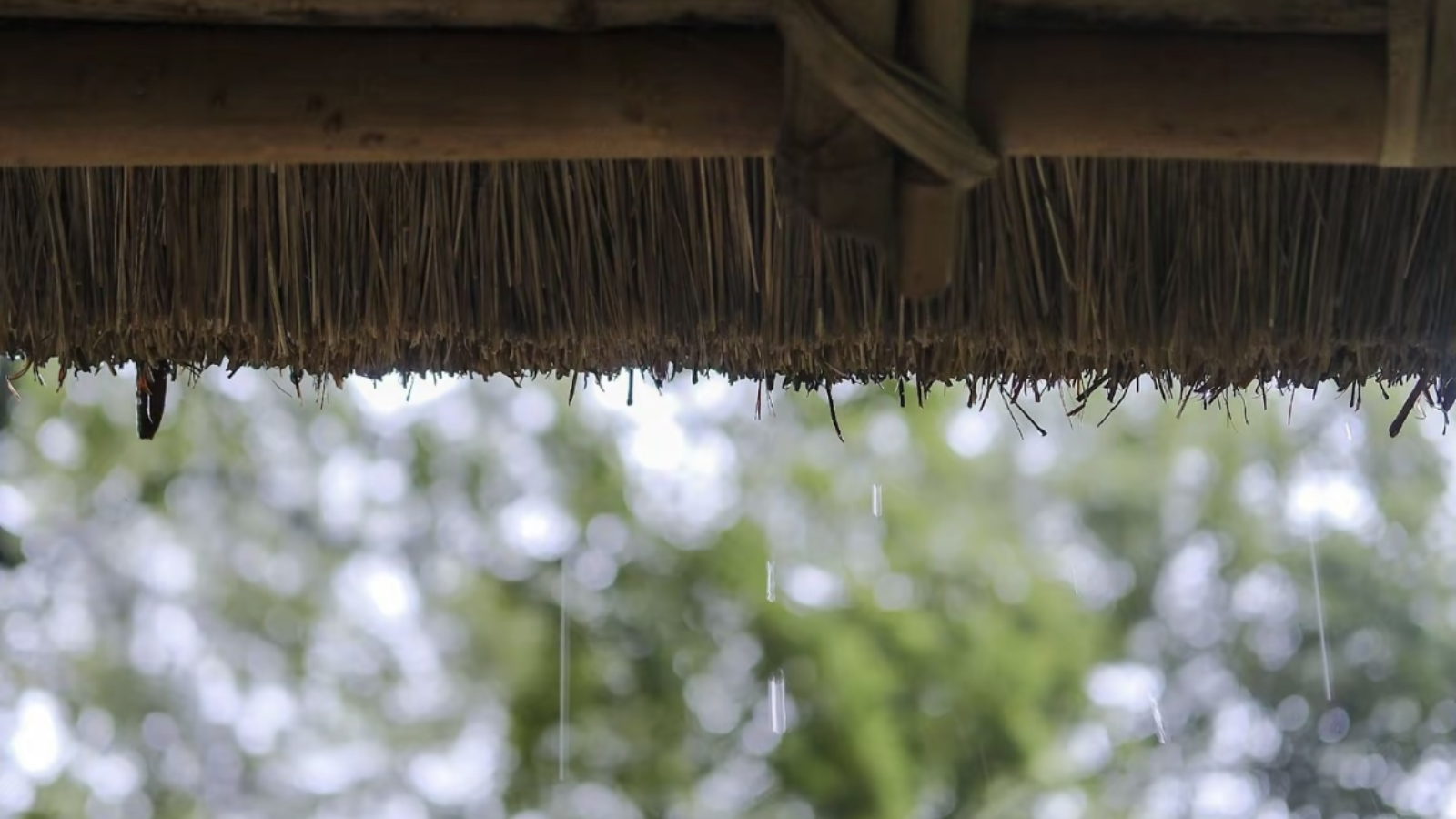 杜甫草堂茅檐下的雨